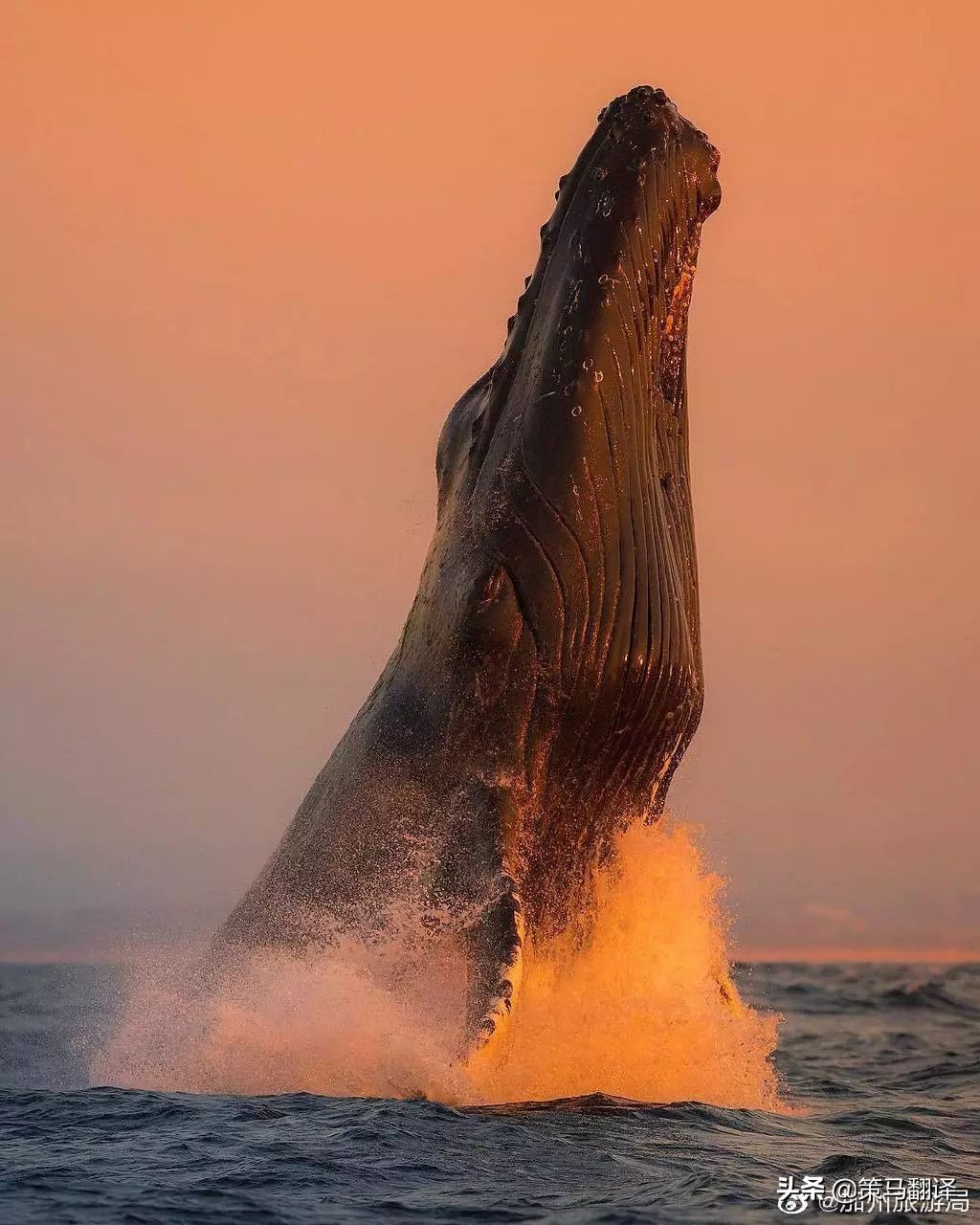 在蒙特雷工作生活,在世界顶级大学上学什么感受