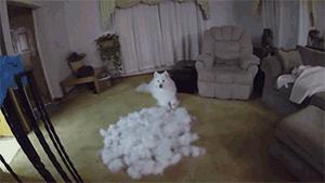 狗本来不掉毛却突然开始掉毛,狗狗身上毛秃了一块