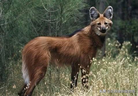 它趴在狼背上，指挥群狼，老猎户：它是狐狸与狼的后代，狼的军师