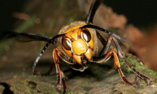 美国大黄蜂被导弹击落,亚洲大黄蜂入侵