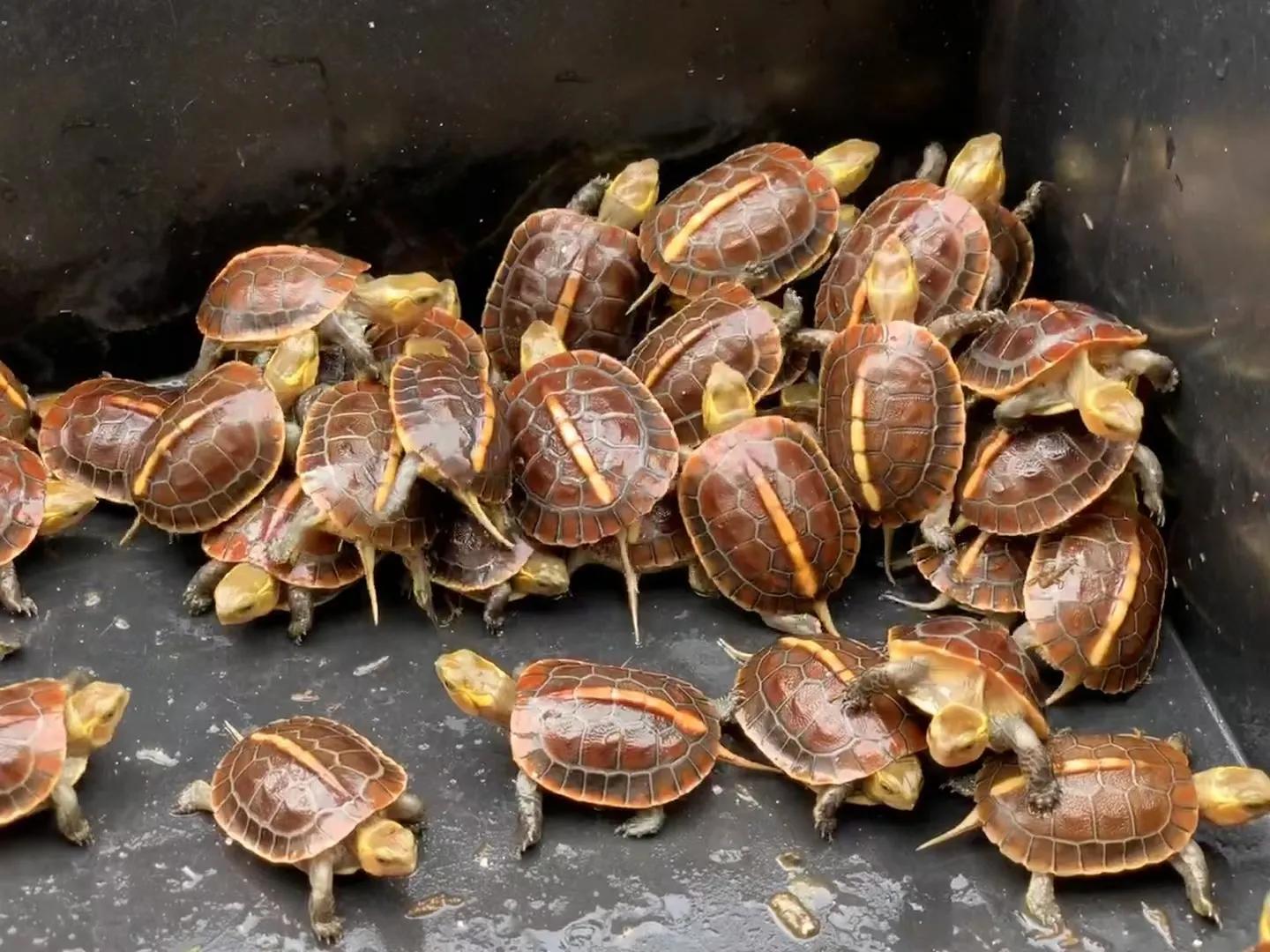 如何能合法养殖龟,珍稀龟养殖视频教程全集