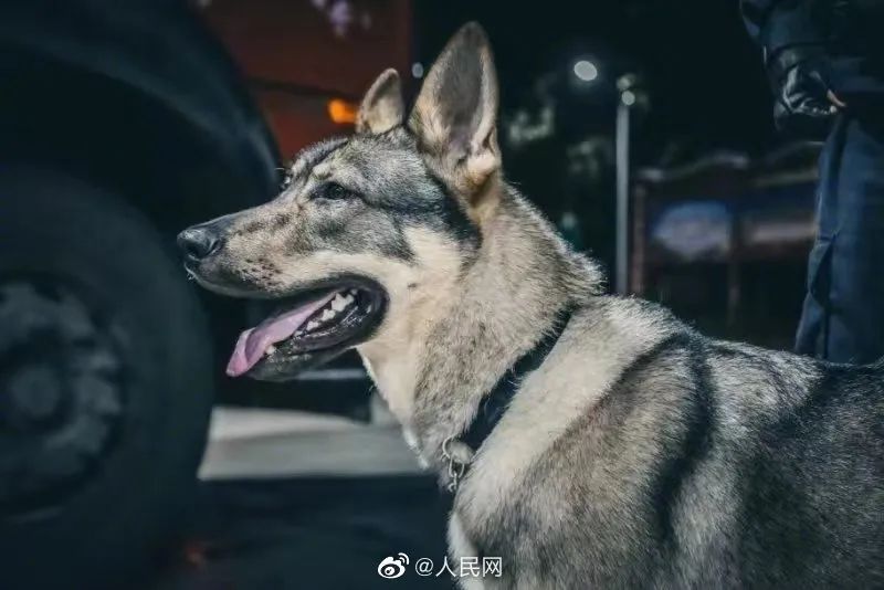 警犬发现百香果里藏毒,百香果藏毒被警犬发现