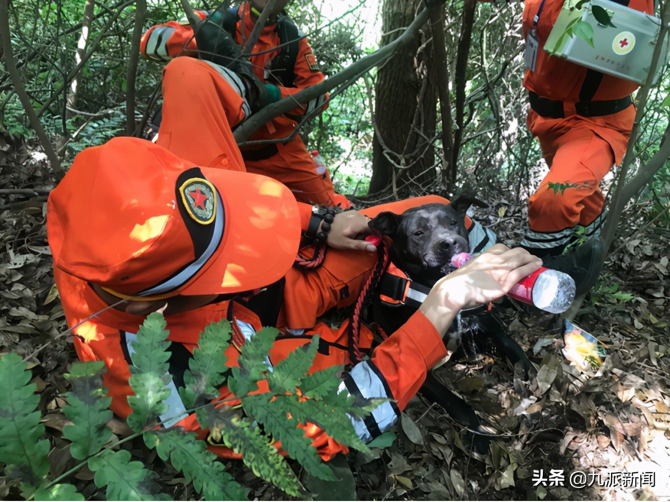 第二只金钱豹被搜救犬咬死,金钱豹被几只狗拿下