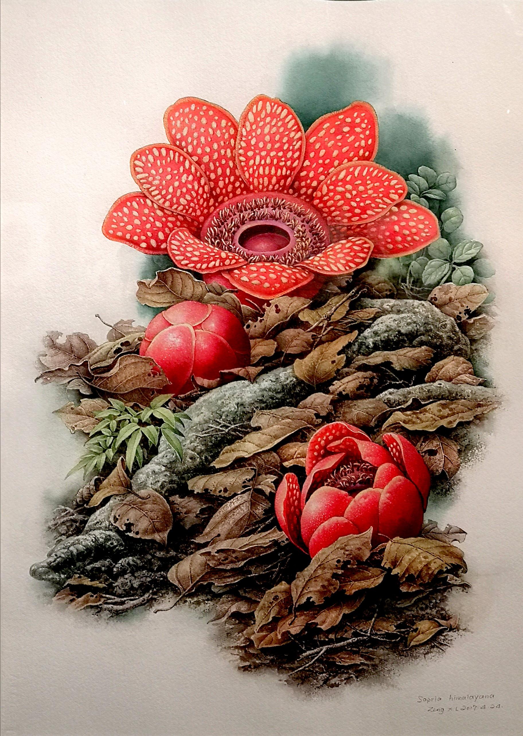 植物画家曾孝濂,画家曾孝濂作品欣赏