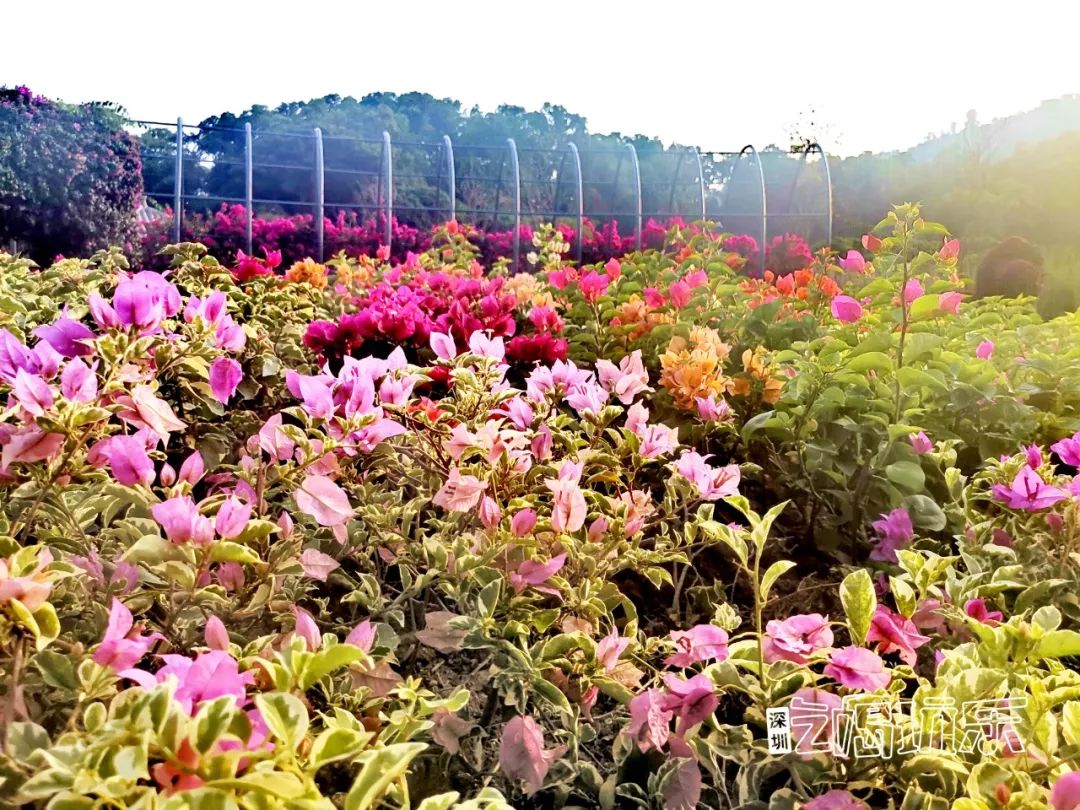 深圳最美簕杜鹃谷公园花海,宝安区花海赏花景点