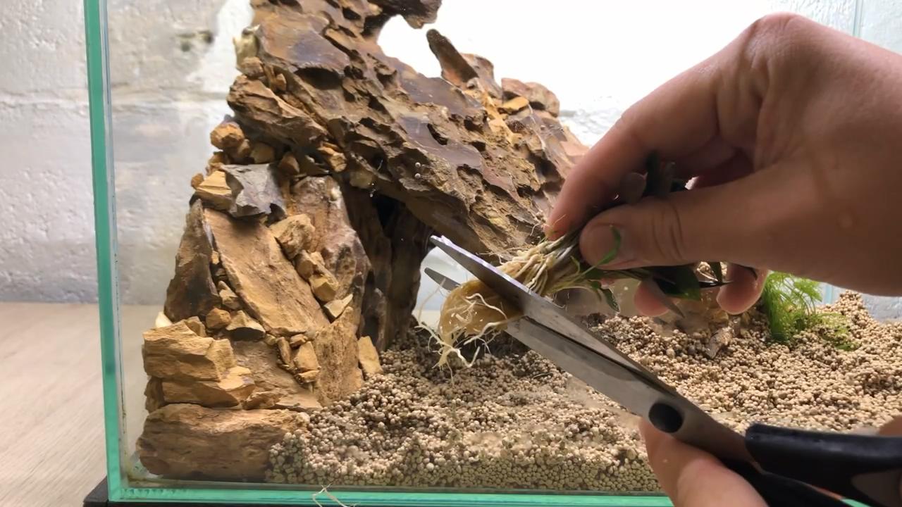 小草缸造景入门水草基本知识,小型草缸造景入门水草基本知识