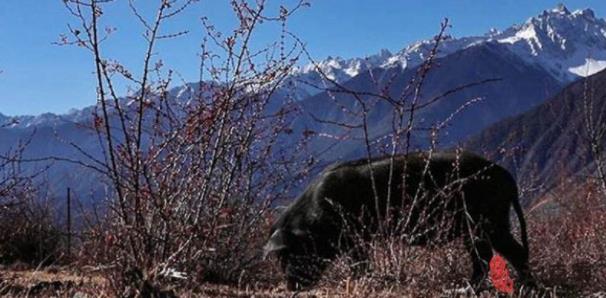 藏香猪小香猪,健康藏香猪