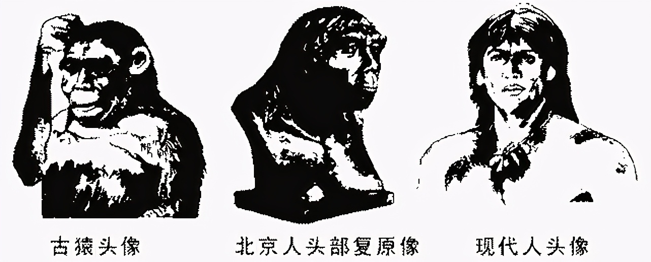 智齿真的没有一点用处,不聪明的智齿