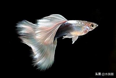 养孔雀鱼家中应该常备什么药？