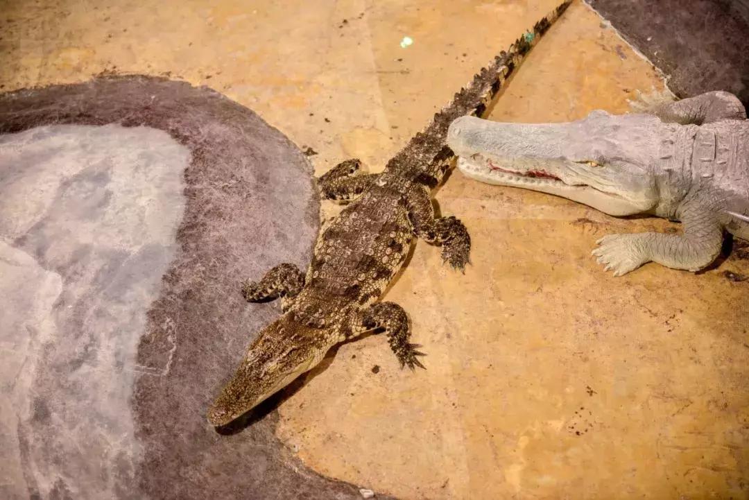 临沂海洋世界优惠券,临沂海洋世界特惠票