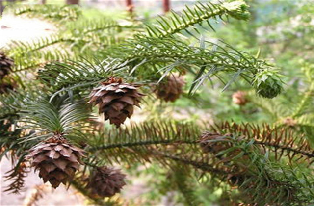 杉木栽植技术要点有哪些,杉木种植方法与技术