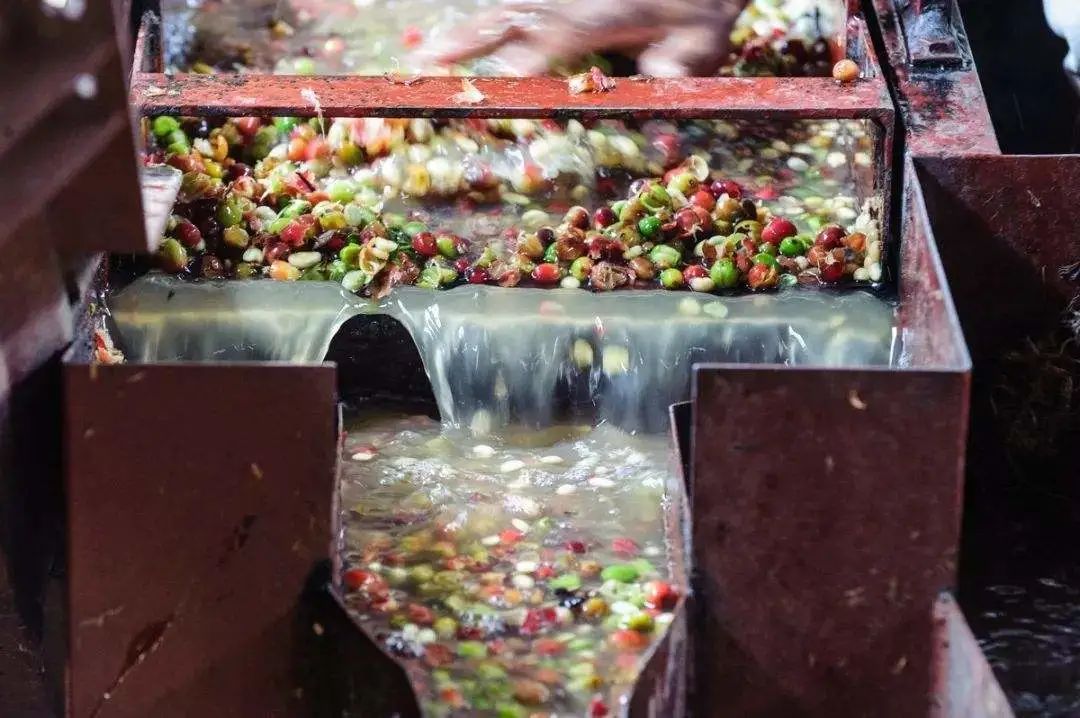 咖啡豆有多少种不同的制作方式,咖啡初学者入门认知咖啡豆