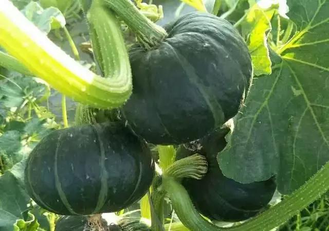 新疆贝贝南瓜的种植方法,好吃贝贝南瓜种植技术