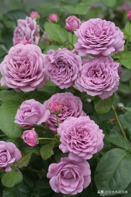 30种黄色月季,10种超美的蓝色月季