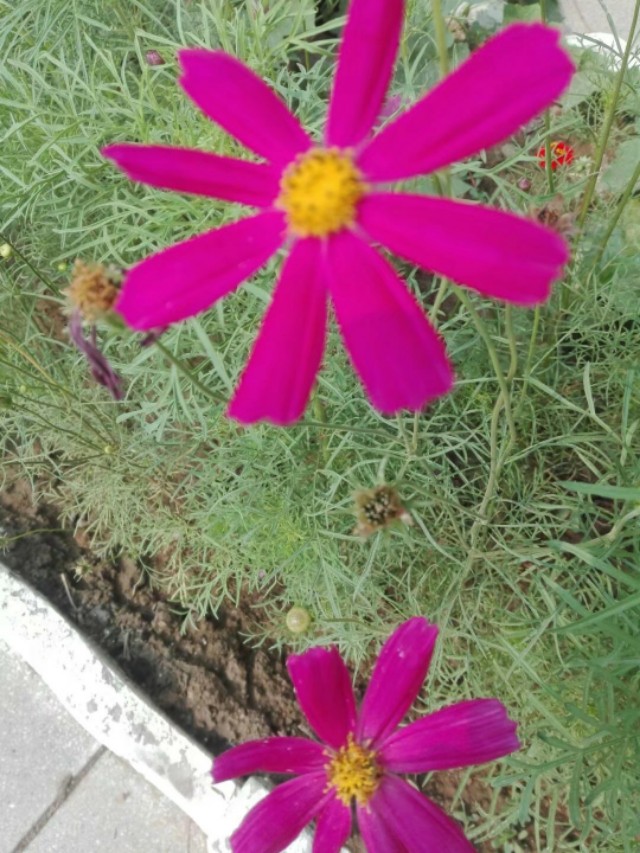 波斯菊怎么养才能开花多,波斯菊有什么好处