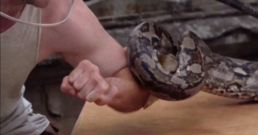 被毒蛇咬伤后蛇毒将最先到达哪里,被毒蛇咬伤和无毒蛇咬伤的区别