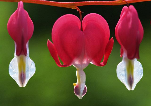 寓意财旺的花,十大吉祥花开图片