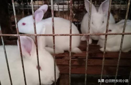 养殖宠物兔子的成本与利润分析,大规模养殖兔子需要什么条件