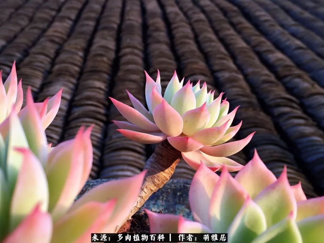 鍒濆啲鏆栭槼鍥寸倝鐓尪,鍐洦鍝佽尪