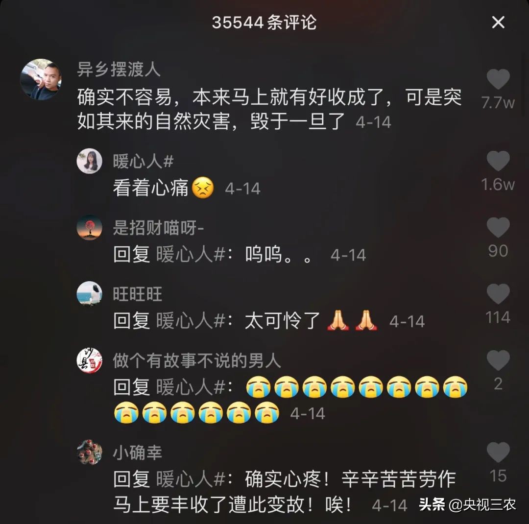 大冰雹过后农民手捧樱桃哭泣,冰雹果农哭了