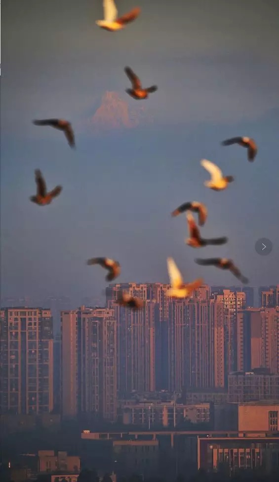 成都的都的意思是什么,成都的茶是什么茶