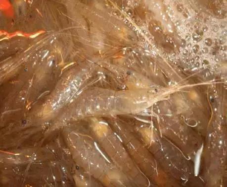 海南渔民整理的海鲜大全,渔民海鲜介绍