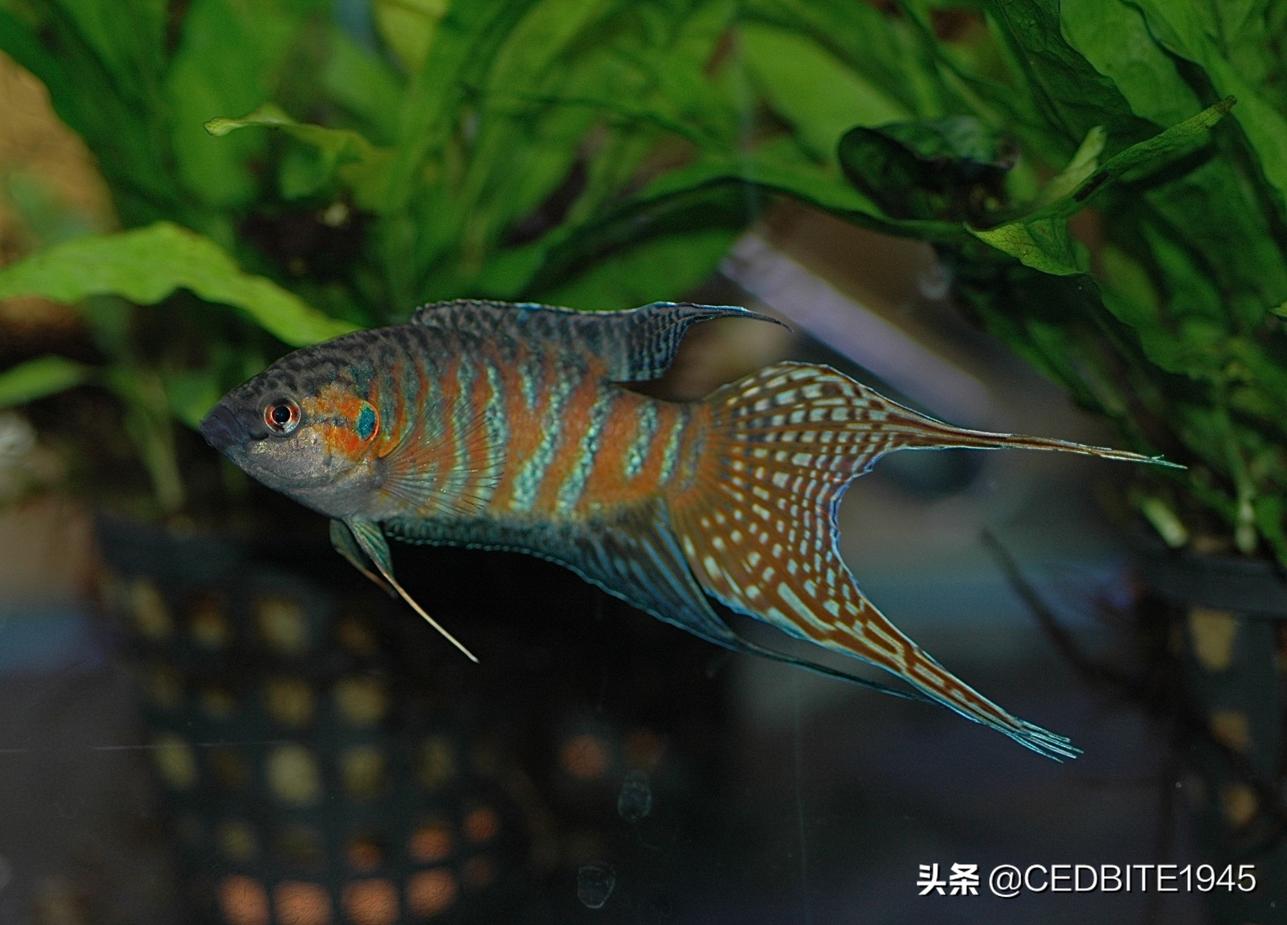 最好养的观赏鱼斗鱼,十大养不死的热带鱼观赏鱼品种