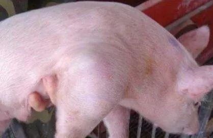 猪腿软什么原因,猪腿软起不来是啥病