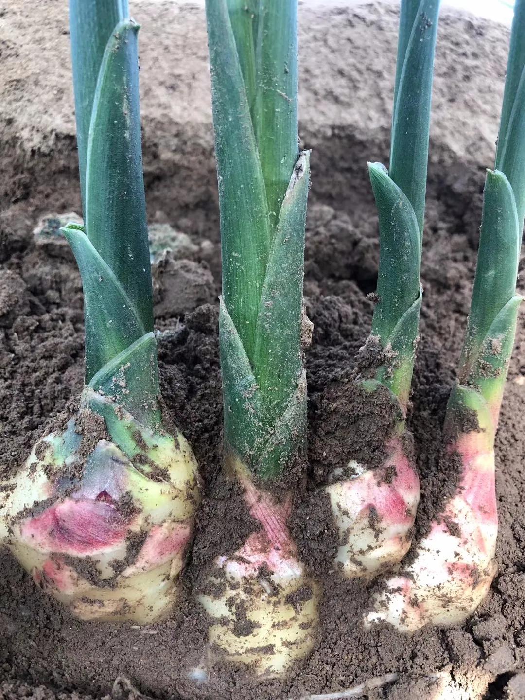 种姜中期管理的全过程,姜怎么养根