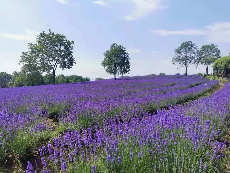 上海最大薰衣草公园,上海薰衣草公园迪士尼