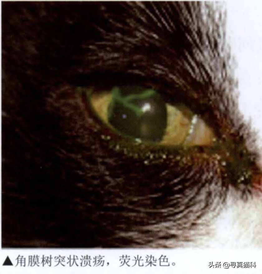 猫传染性上呼吸道感染,猫传染性鼻支气管炎