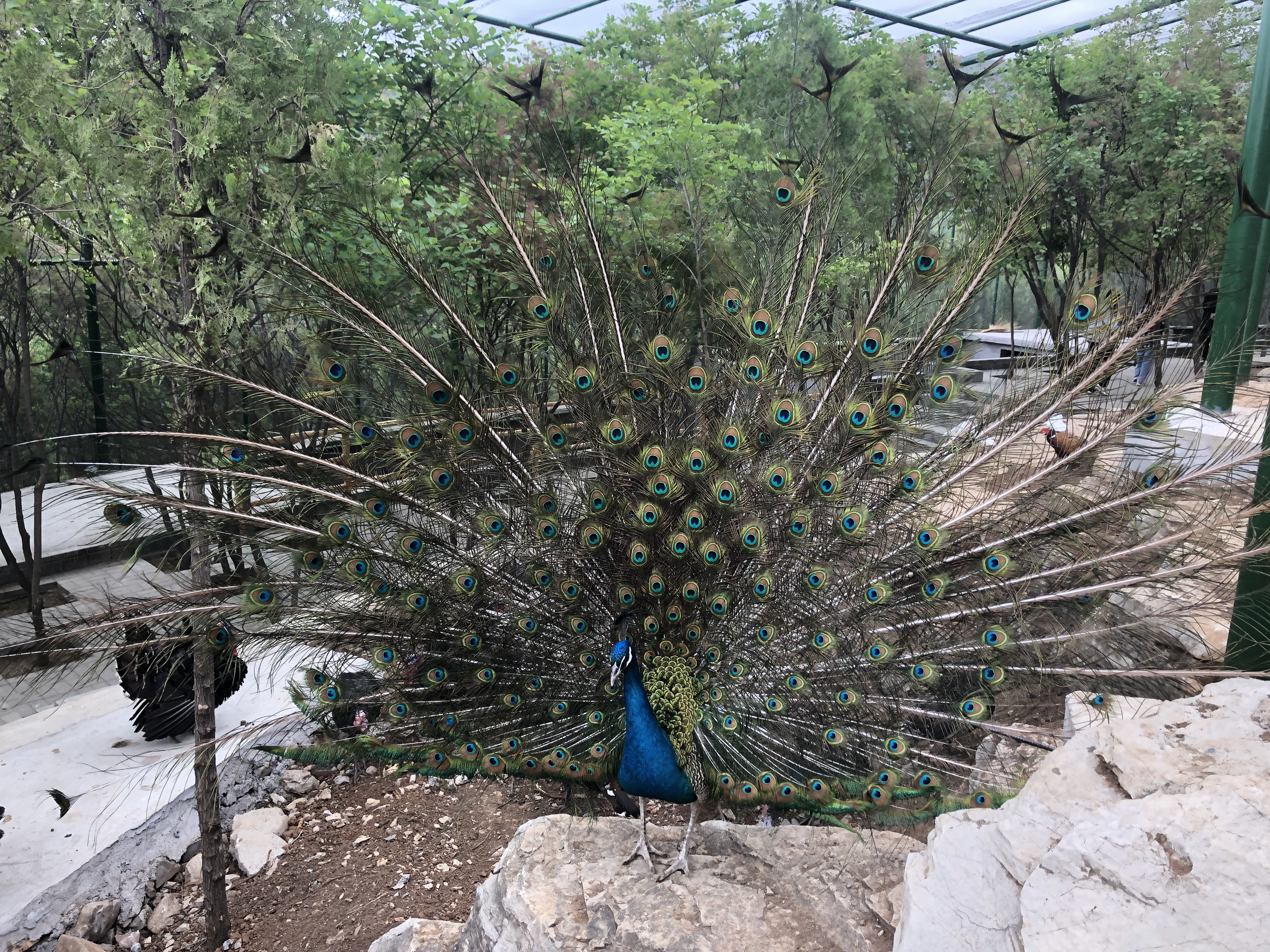 博山开元溶洞一日游,博山开元溶洞门票多少钱一个人
