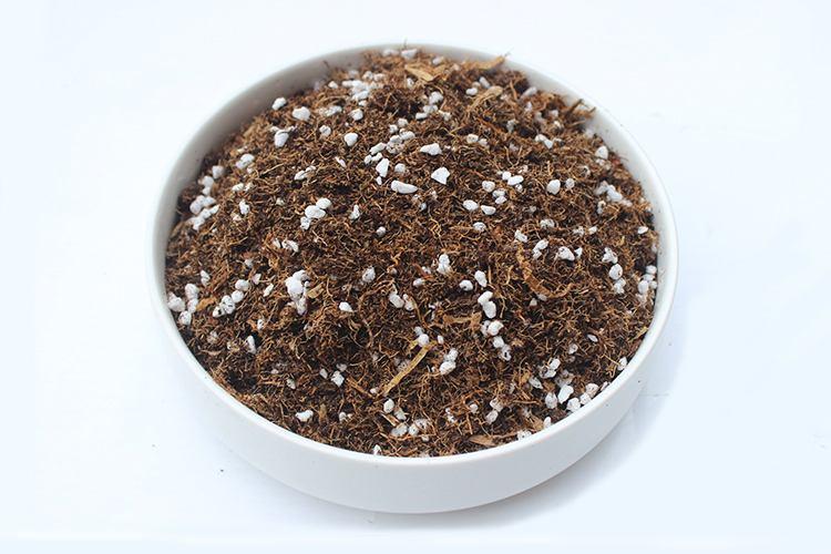 仙人球夏季养护注意事项,仙人球老是烂根怎么办