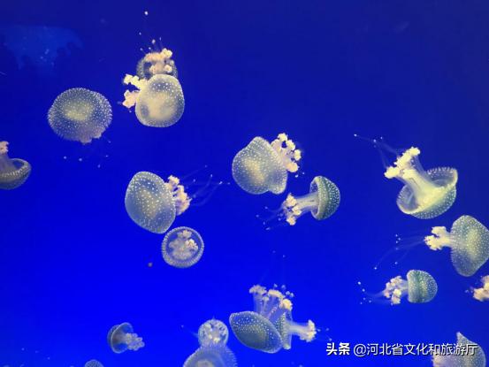 海洋公园特价35元起,快来唤醒来自世界各地的海洋居民吧!