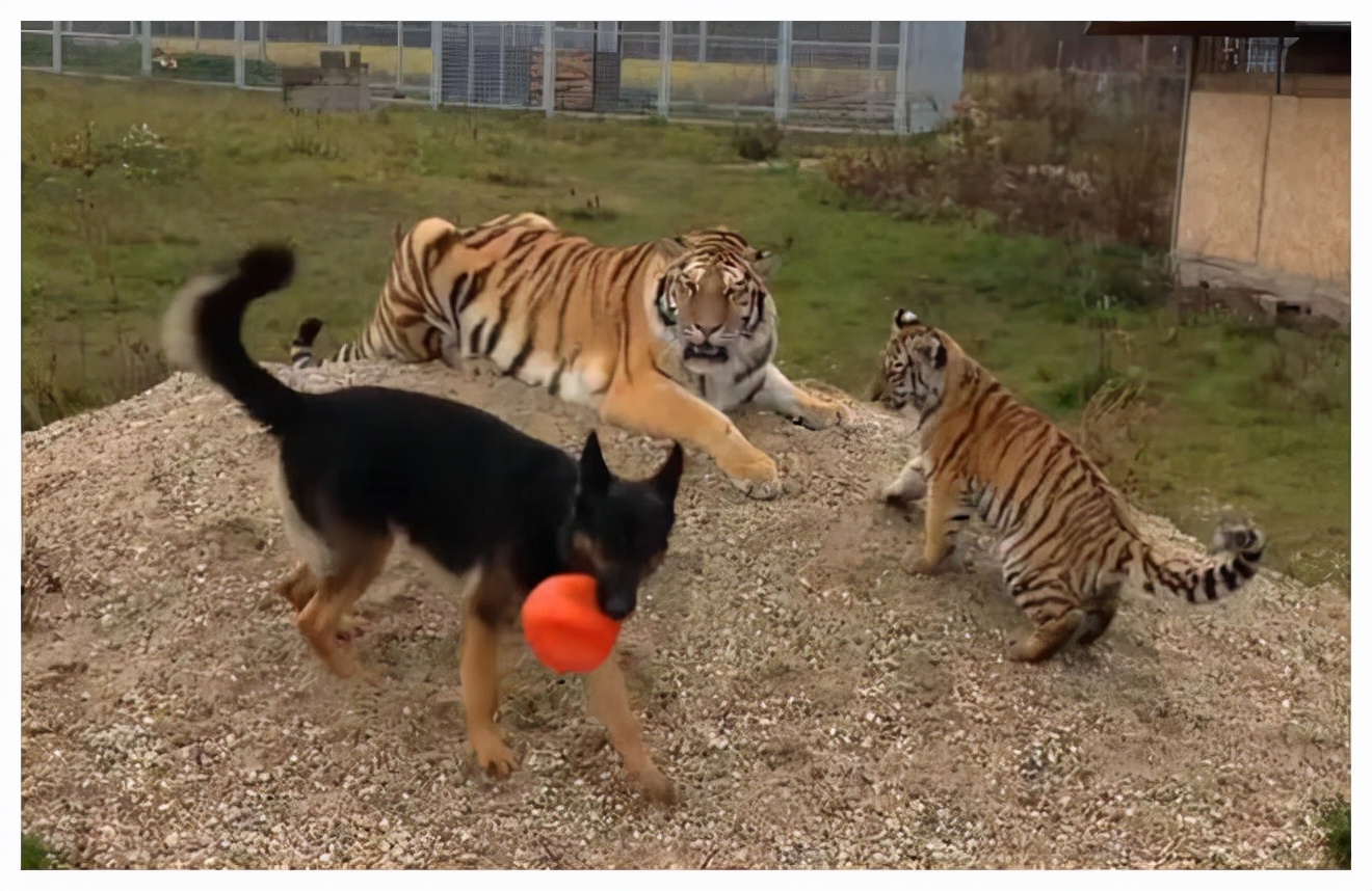 狗有老虎的基因吗,狗妈带大的老虎基因会改变吗