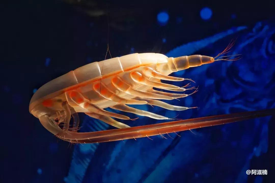 为了吃最贵的鱼你们会驱车多远,世界上最难吃的鱼青花鱼