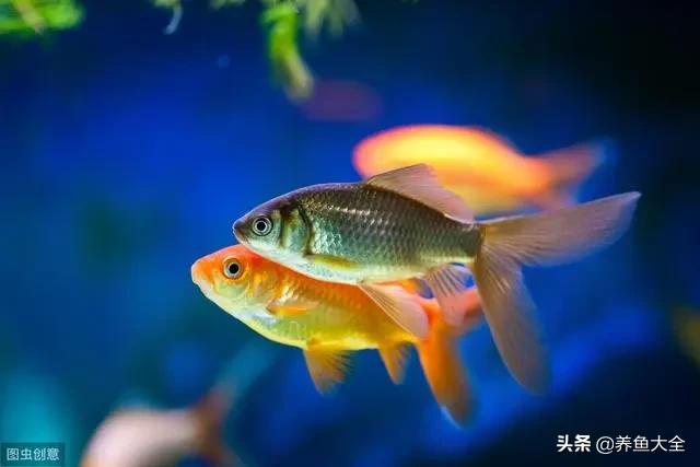 七彩神仙鱼鱼缸里有蛋白虫怎么除,鱼缸里的蛋白虫加温32度能清除吗