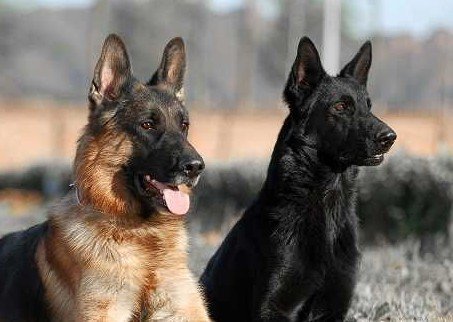 东德牧羊犬拉血是怎么回事,牧羊犬为什么会拉血呢