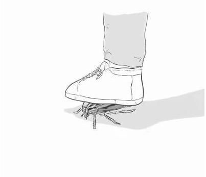 广东的蟑螂到底有多大,广东的蟑螂到底有多可怕