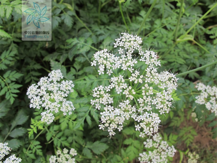 藁本神农本草经,神农本草经葛根原文