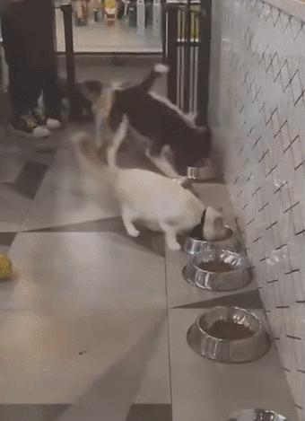 猫咪界干饭王,喵界干饭王