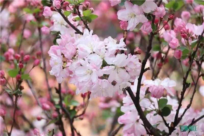 阳春三月踏青吟,阳春三月诗和风景