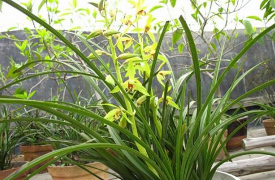 新手养兰花最好的方法,详解兰花的养护小技巧