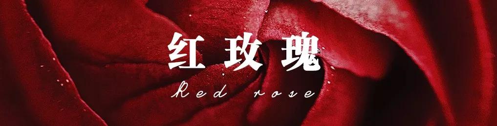 花店必备的5款玫瑰,花店最常用什么品种的玫瑰花