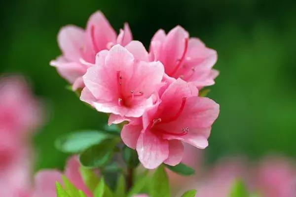 真正的中国十大名花,中国十大名花超漂亮