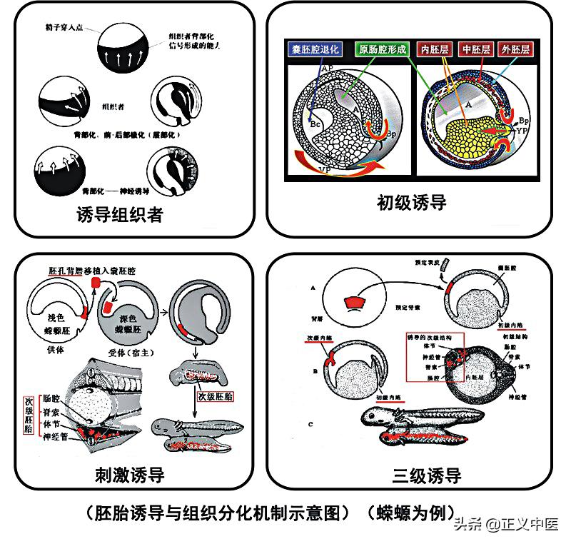 附肢动物,动物附肢的症状