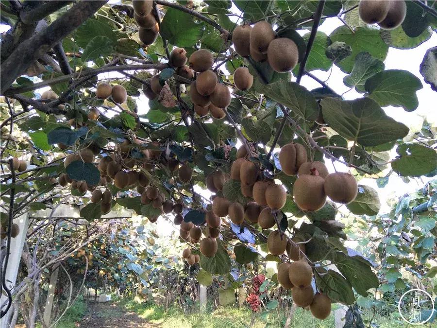 眉县和周至猕猴桃哪个更出名,眉县和周至哪里的猕猴桃更好吃