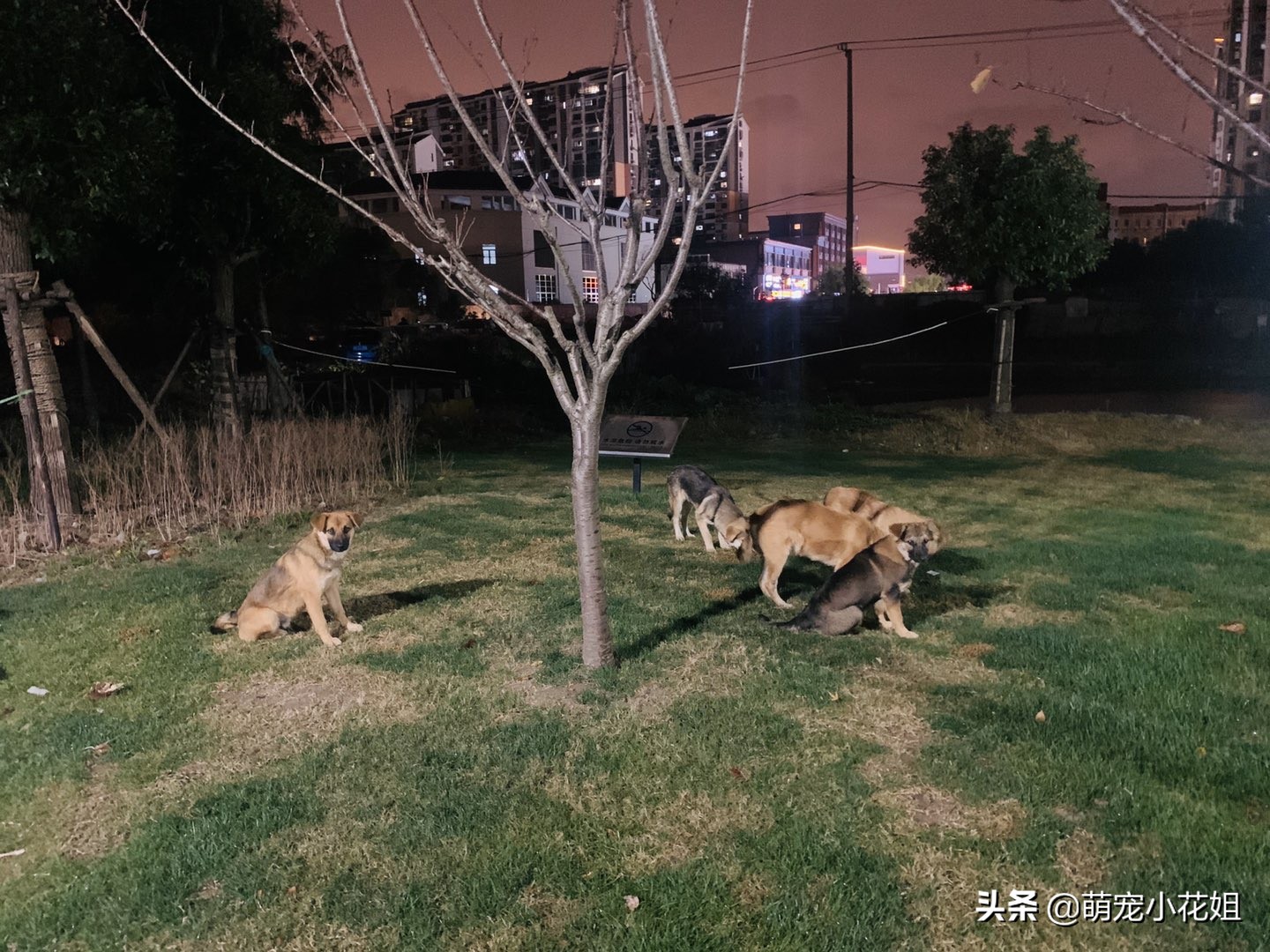 狗狗被遗弃站在车站门口不敢睡觉,流浪狗被遗弃在危险工地上