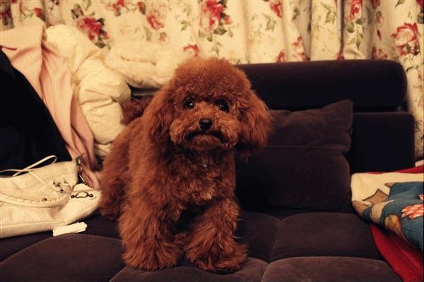 纯种狗怎么来的,怎样培育纯种狗