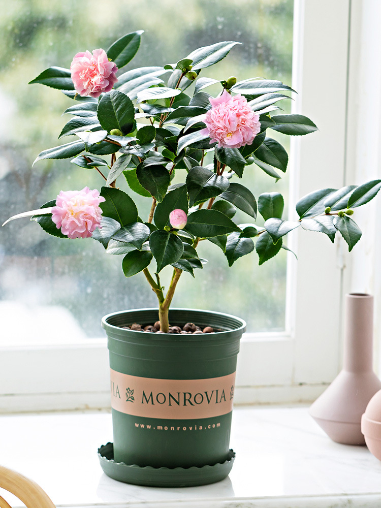 好看又好养的盆花,人养花也养人